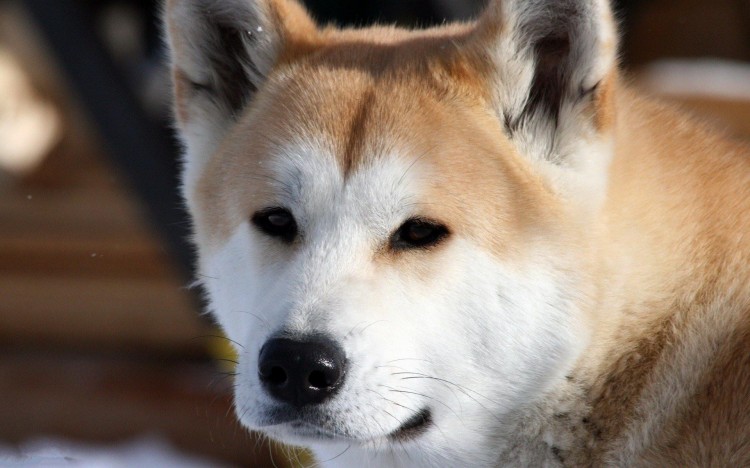 笑容极具治愈系的秋田犬，让人太爱了，可你真的适合养它吗？