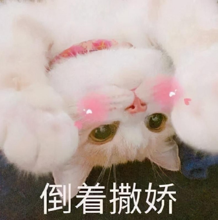 最适合女生饲养的5种猫好看又粘人