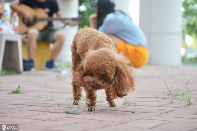 如果你这些条件没达标很遗憾你还不适合养泰迪