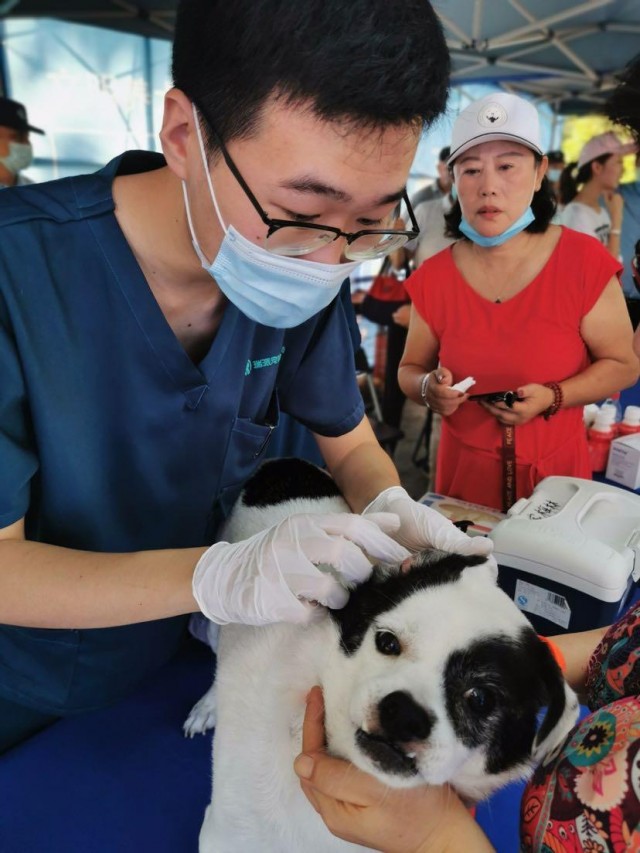 深圳10月起未植入芯片将视为无证养犬，目前植入芯片免费