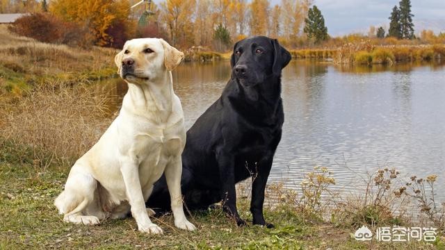 饲养拉布拉多犬的正确方法？