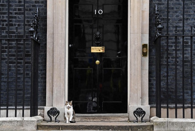 英国第一猫实力演绎就喜欢你看不惯我又干不掉我的样子