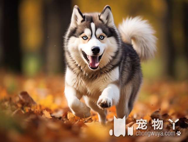 斗牛犬有什么优缺点？