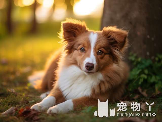 这几种狗狗的“犬生大事”，不是吃饭，而是睡觉