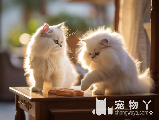 南通美佶宠：爱肯拿猫粮到底有多吸引猫咪？